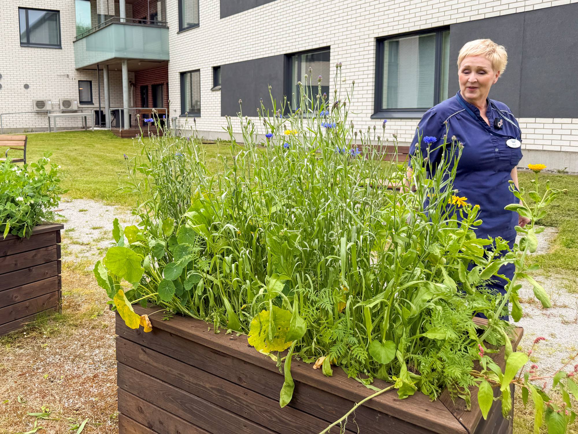 Hoitaja kävelee hoivakodin pihamaalla ja katselee niittykukkaistutuksia.