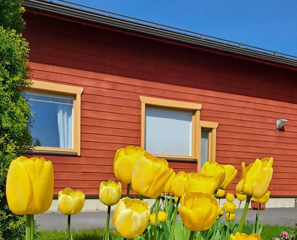 Keltaisia tulppaaneita Tuokon puutarhassa