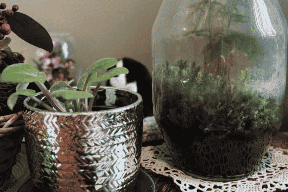 Presidentti Jenni Haukion lahjoittama lasipurkki, jossa kasvaa sammalta ja saniaiset.