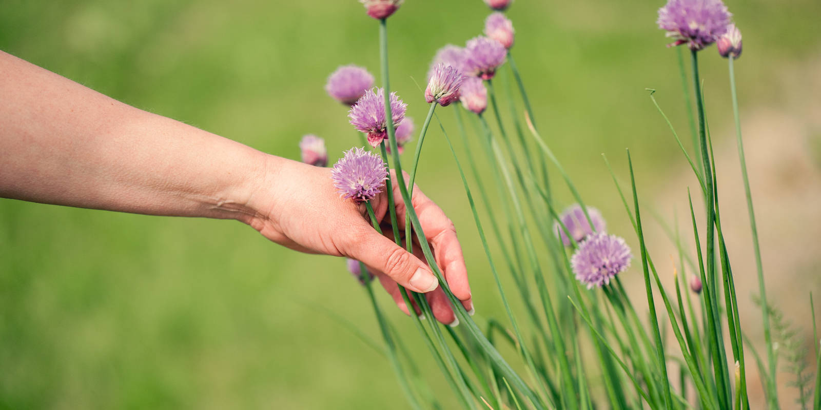 Käsi koskettaa kukkivia ruohosipulin varsia puutarhassa